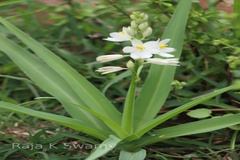 Chlorophytum tuberosum